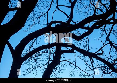 Silhouette of a crow in a tree against a blue sky in Edinburgh, Scotland, UK. Stock Photo