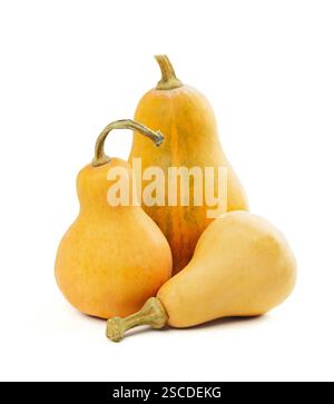 Composition of different varieties of pumpkins. Autumn vegetables. Pumpkin isolated. Halloween decor with various pumpkins, autumn vegetables and flow Stock Photo