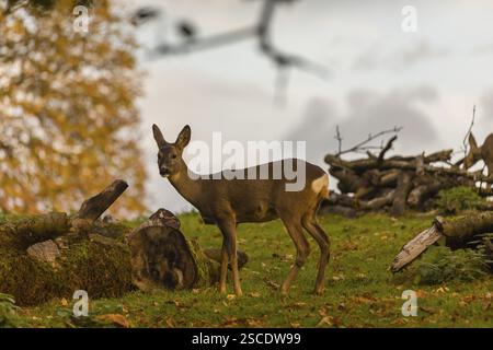One young Roe Deer buck, (Capreolus capreolus), stands on a meadow in front of a fallen tree trunk. A tree in fall foliage is in the background Stock Photo