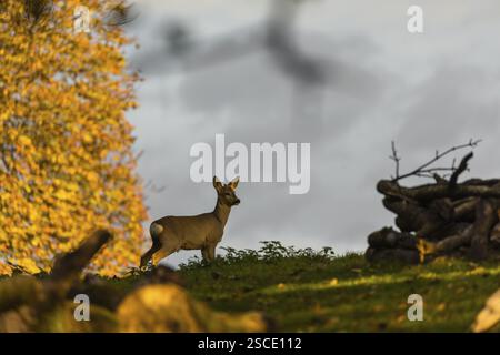 One young Roe Deer buck, (Capreolus capreolus), stands on a meadow. A tree in fall foliage is in the background Stock Photo