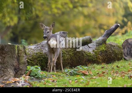 One young Roe Deer doe, (Capreolus capreolus), stands on a meadow in front of a fallen tree trunk. A tree in fall foliage is in the background Stock Photo