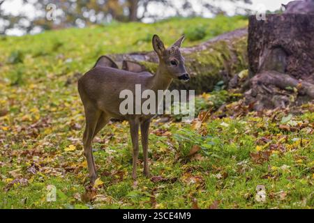 One young Roe Deer buck, (Capreolus capreolus), stands on a meadow in front of a fallen tree trunk. A tree in fall foliage is in the background Stock Photo