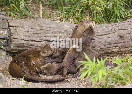 A female giant otter or giant river otter (Pteronura brasiliensis