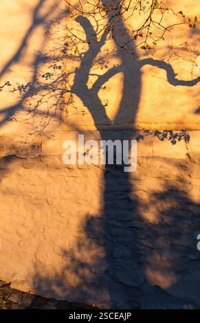This image shows the shadows of tree branches on a white paneled wall ...