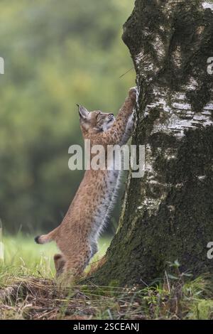 One young Eurasian lynx, (Lynx lynx), standing erected and sharpening his claws on a birch tree, a forest in the background Stock Photo