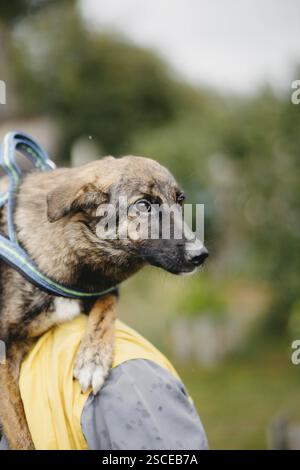 Dog being carried over a person's shoulder outdoors Stock Photo
