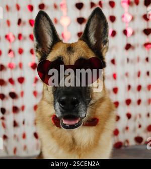 St. Valentine's Day concept. Funny German shepherd dog wearing red bow tie and heart shape glasses. Pet in love celebrating valentines day. Love roman Stock Photo