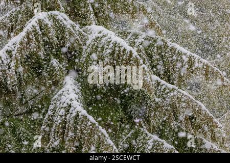 Western Red Cedar, Thuja plicata, in heavy snow on the Olympic Peninsula, Washington State, USA Stock Photo