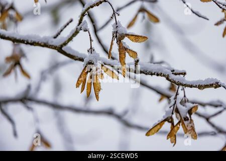 Bigleaf Maple, Acer macrophyllum, with sameras in snow on the Olympic Peninsula, Washington State, USA Stock Photo
