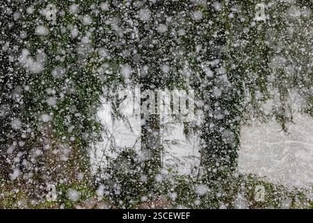 Impressionistic view of lake and conifer trees in a snowstorm on the Olympic Peninsula, Washington State, USA Stock Photo