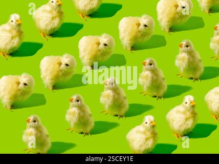Pattern of yellow chickens arranged on a green background. Creative concept of spring and Easter. Stock Photo