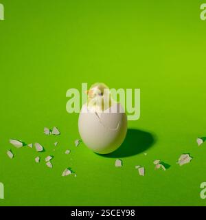 Chicken toy coming out of an eggshell on a green background. Creative concept of spring and Easter. Stock Photo