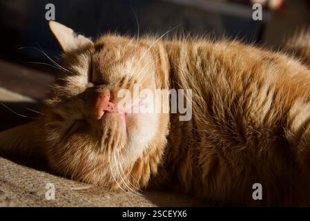 Ginger Tabby Cat enjoy sun Stock Photo
