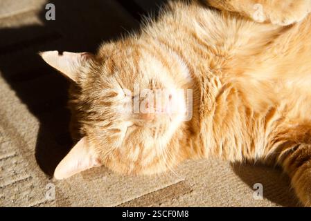Ginger Tabby Cat enjoy sun Stock Photo