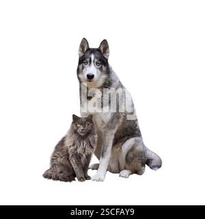 Portrait of husky dog and grey cat sitting together side by side looking at camera isolated cutout on white Stock Photo