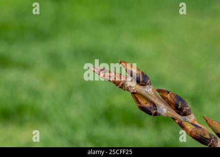 New buds growing on cottonwood tree. Natural remedy, medicinal plants, and spring season concept. Stock Photo