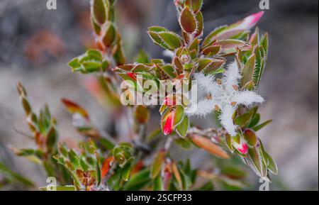 Close up image of white flower of Forest frilly-heath (Pentachondra involucrata) and leaves of plant on Mount Wellington, Hobart Tasmania, Australia Stock Photo