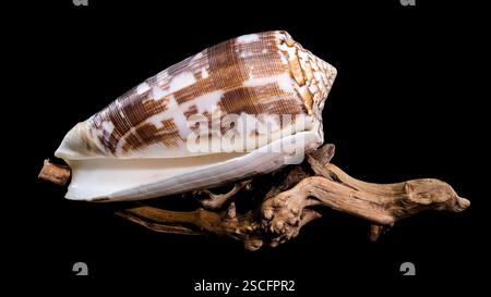 Close-up of a Conus striatus, commonly known as the striated cone shell, showcasing its intricate spiral patterns and earthy tones, resting on texture Stock Photo