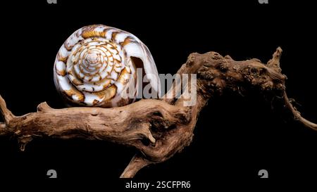 Close-up of a Conus striatus, commonly known as the striated cone shell, showcasing its intricate spiral patterns and earthy tones, resting on texture Stock Photo