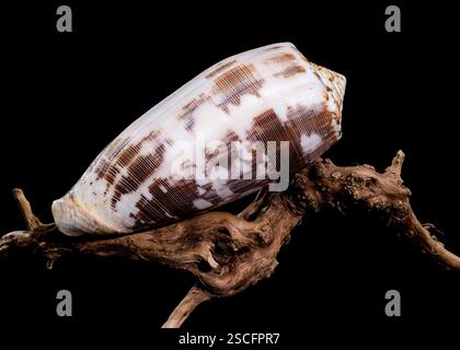 Close-up of a Conus striatus, commonly known as the striated cone shell, showcasing its intricate spiral patterns and earthy tones, resting on texture Stock Photo
