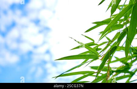 Against the backdrop of blue sky and white clouds, a few green bamboo leaves are fresh and natural. Stock Photo