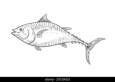 Bluefin tuna fish black white vector illustration. Sea fish engraving hand drawn. Albacore tuna graphic painted linear art. Mackerel drawing Stock Vector