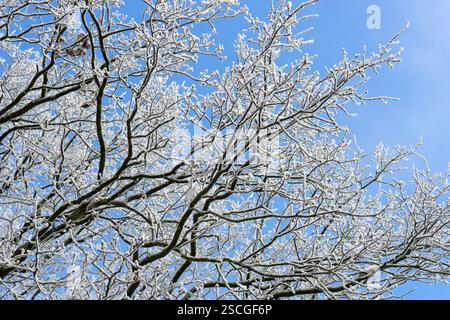 Crown of an oak tree with hoarfrost against a blue sky Stock Photo