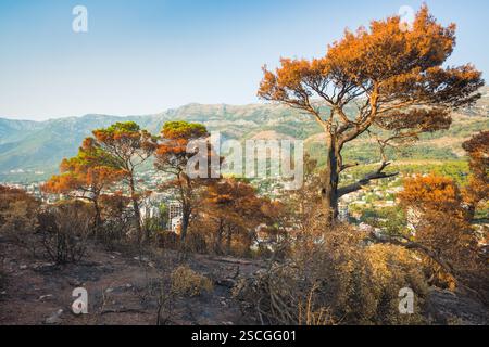 In the mountains after the fire of 2017 in Sutomore, Montenegro Stock Photo