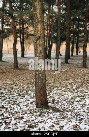 the forest is slightly covered with snow Stock Photo