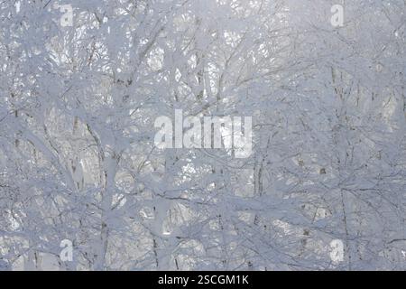 Background of white tree branches covered in ice and snow backlit by morning sunlight Stock Photo