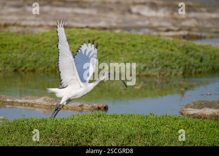 An African Sacred Ibis (Threskiornis aethiopicus), with its wings raised is ready to take off into the sky from the edge of a lake at Al Qudra Lakes i Stock Photo