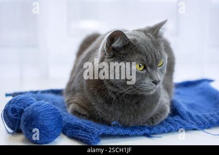 Grey cat portrait with striking yellow eyes gazing at knitted blue fabric in peaceful pose. Closeup. Stock Photo