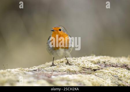 Robin perched on a lichen covered tree trunk Stock Photo