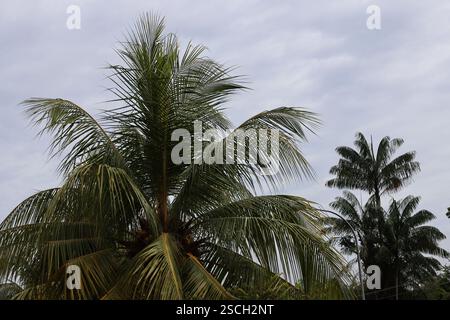 bright green palm fronds against cloudy blue gray (grey) skies (sky) Stock Photo