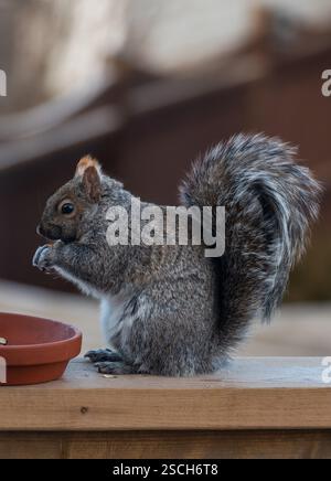 Close up of eastern gray squirrel eating seeds on wooden deck railing. Stock Photo
