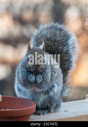 Close up of eastern gray squirrel eating seeds on wooden deck railing. Stock Photo