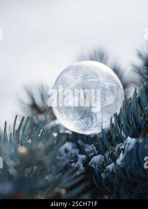 Close up of frozen soap bubble on needles of evergreen tree in winter. Stock Photo