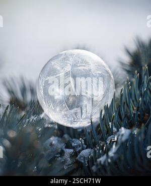 Close up of frozen soap bubble on needles of evergreen tree in winter. Stock Photo