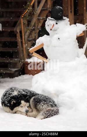 05.02.2020, Mestia, Swanetien, GEO - Siberian Husky schlaeft eingerollt im Schnee vor einem Schneemann. ausruhen, aussen, Aussenaufnahme, domestiziert, eingerollt, Einzeltier, Eurasien, eurasisch, Europa, europaeisch, Fauna, Freisteller, Frost, frostig, Gebrauchshund, Georgien, georgisch, Haushund, Haustier, Heimtier, HF, Hochformat, Hund, Hunderasse, Husky, Jahreszeit, Kaelte, kalt, liegen, liegend, liegt, Mestia, muede, Muedigkeit, Natur, niemand, Osteuropa, Rasse, ruhen, ruhig, schlaefrig, Schlafbeduerfnis, schlafen, schlafend, Schlittenhund, Schlittenhunderasse, Schnee, Schneefigur, Schnee Stock Photo