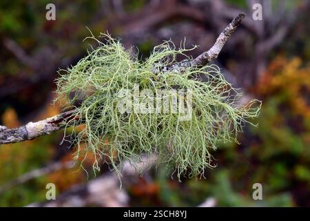 The fruticose lichen Usnea sp on a tree branch Stock Photo