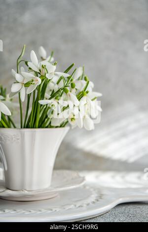 White snowdrops in a stylish ceramic tea cup placed on a matching saucer, set against a soft grey backdrop. Stock Photo
