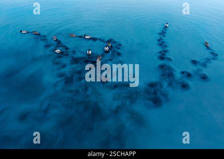Aerial view of mallards swimming in Toledo Lagoons, Spain, creating mesmerizing patterns in the water with their movement. Serene and artistic nature Stock Photo