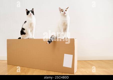 Two curious cats sitting on top of a large cardboard box in a modern living space, reflecting their interest in a new environment or object introduced Stock Photo