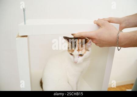 A cropped unrecognizable man assembles new furniture while a curious white and orange cat sits inside the incomplete structure, observing the process. Stock Photo