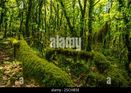A lush, green forest densely covered with verdant moss, vines, and leafy trees. Sunlight filters through the canopy, highlighting the textures of foli Stock Photo