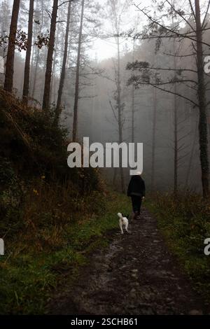 A person walks a dog along a misty forest path during an autumn evening. Tall trees shrouded in fog create a mysterious, serene atmosphere. The scene Stock Photo