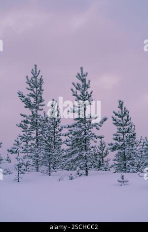 Majestic pine trees stand elegantly covered in snow, set against a serene sky in Swedish Lapland. The tranquil winter scene captures nature's quiet be Stock Photo