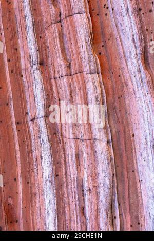 "This image features a detailed close-up view of a red rock surface, showcasing its multi-tonal stripes and natural erosion lines. The subtle variance Stock Photo