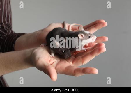 Woman with adorable little rats on grey background, closeup Stock Photo