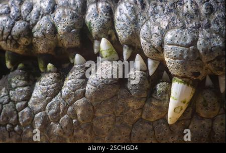 A detailed close-up of a Nile crocodile's jaw, highlighting its textured skin and sharp, prominent teeth. Stock Photo